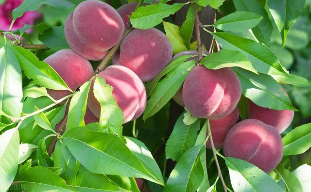 水灵灵、甜滋滋的大桃子，自己在家也能种出满树果