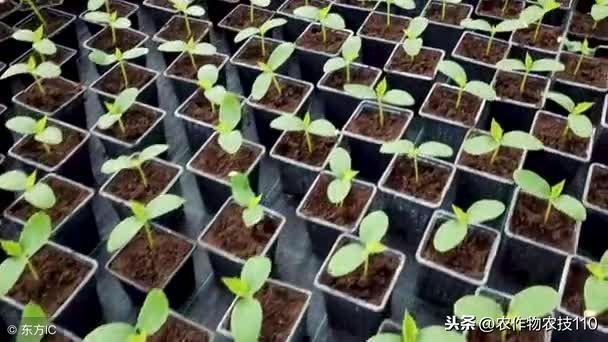 冬季大棚黄瓜种植的高产栽培技术