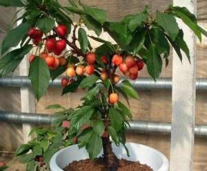 家庭种植什么果树好-在家就能种的5种果，挂果率高，很好养，漂亮好吃，果子一串串