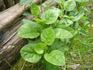 木耳菜的种植方法和时间-阳台最适合种的就是“木耳菜”，6月种7月吃，一片叶子比拳头还大