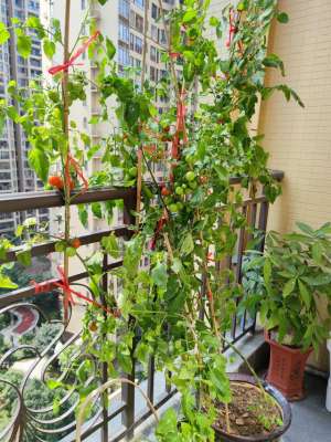 家庭种植西红柿-家庭种菜之小番茄的“种植方法”，越长越壮实茂盛，果子非常多