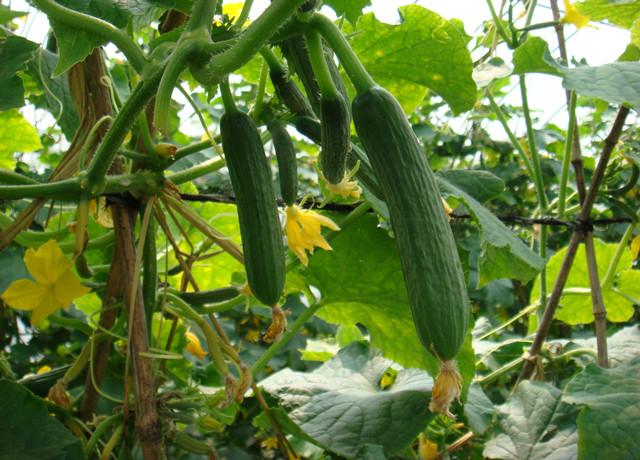 水果黄瓜的种植方法，选对品种跟季节，高产、高量，农户不妨一看