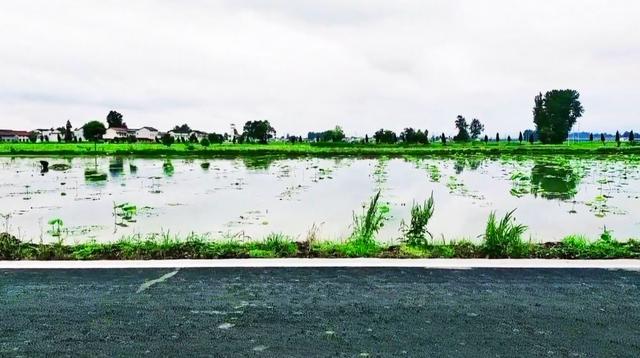 到武汉汉南郊区随拍一处莲藕种植基地，湖水平如镜，荷香飘十里