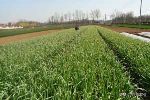 蒜苔的种植方法-当代农民“拔苗助长”，蒜苔还未成熟就收获，搞种植也需新花样