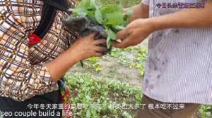 包菜种植技术视频-28岁聪和40岁妻子挖菜苗地里栽，为了多赚钱冒雨又种豆