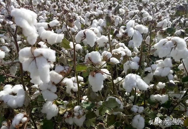 棉花种植技术和管理