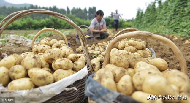 掌握好这些土豆种植管理技巧，种的土豆发芽快、出苗齐、产量高！