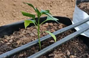 种植基质-学会制作栽培基质，用来种植番茄黄瓜，又省钱又好用