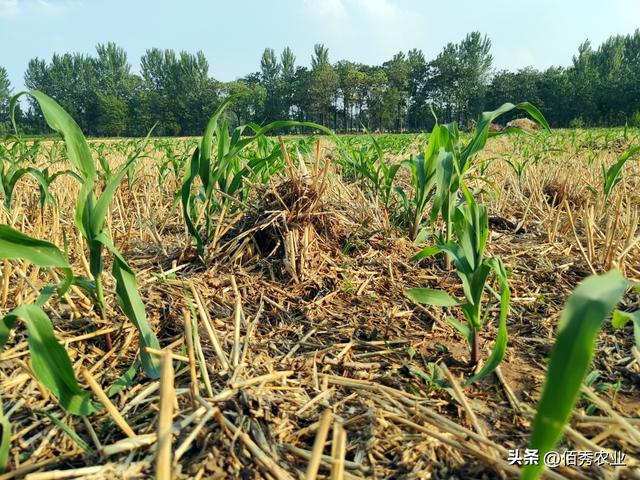 2023年如何种出高产玉米？3点种植措施，可有效降低灾害风险