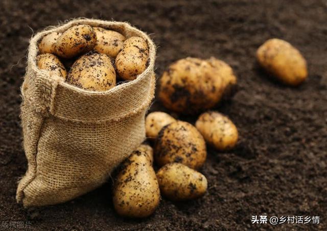 土豆抱窝栽培和覆盖地膜哪个更高产？这样种植，一亩多产上千斤