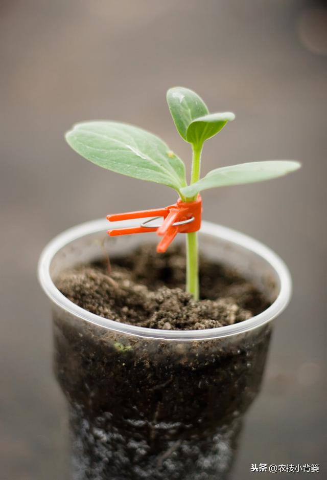 早春西瓜栽种正当时，用好这些方法西瓜苗势壮、结瓜多、成熟早