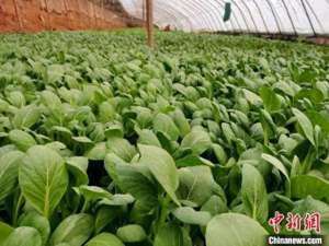 某村为增加蔬菜的种植面积(新疆喀什：时令蔬菜“鲜”上市 鼓起菜农“钱袋子”)