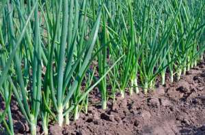 葱苗的种植方法(种植大葱，掌握三项技术措施，葱白又长又粗，稳获高产)