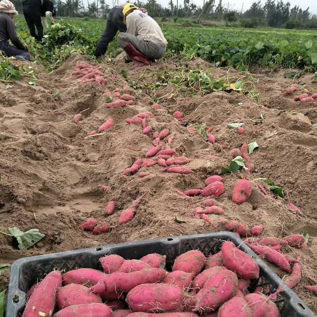 红薯应该什么时候种？专家告诉您合理种植时间，避免踩雷优收增产