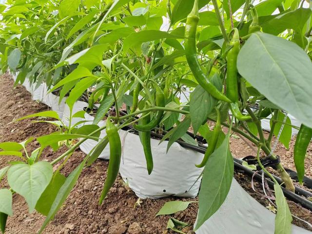 辣椒也能无土栽培，省工省钱产量高，比土壤种植简单