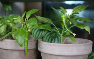 甜椒阳台种植(阳台如何种辣椒？简单3步，生长旺盛，挂满果实，新鲜好吃)