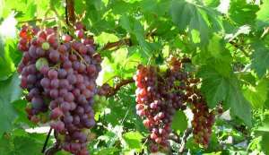 南方种植葡萄(南方高温高湿地区葡萄高效种植栽培技术)