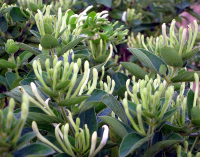养金银花盆栽，简单4步，每年开出香香的小花，花期延长