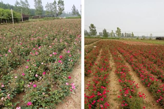 切花玫瑰花品种的选择及栽培管理关键技术