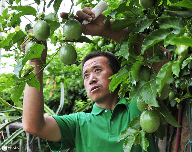 广西北海：种植百香果 带富众乡亲