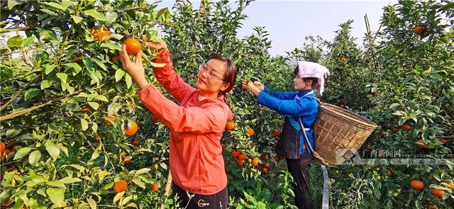 广西南丹：种植黄金果 带动乡村游