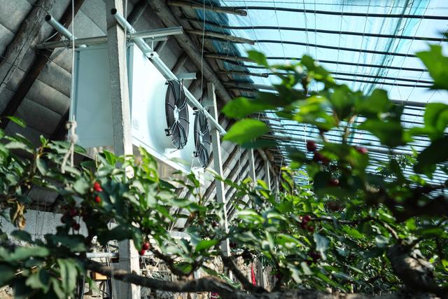 东北真鲜丨小樱桃大产业——探访辽宁大连樱桃种植户