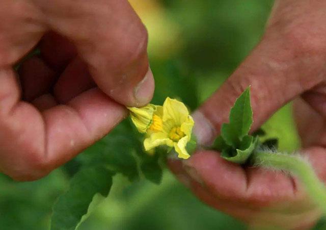 西瓜种植，畸形瓜比较多，商品性降低，该如何进行预防和补救呢？