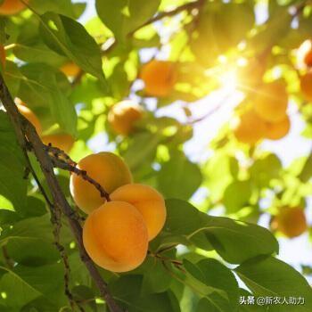 杏树如何种植？杏树种植条件是什么？四大要点决定杏树的产量