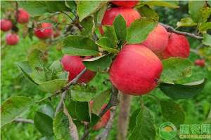 苹果怎么种植(如何种植出又大又甜的苹果？这四个步骤不能少)
