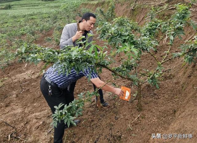 罗平长底乡试种青花椒成功，今年将推广种植600亩