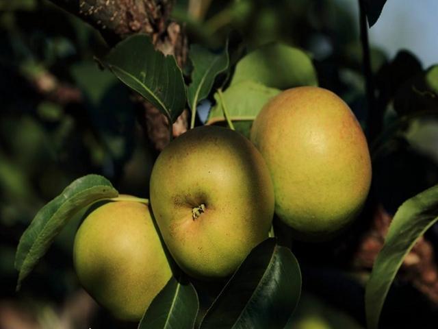 苹果梨好吃还甜，学会种植方法去种植，种植出来的苹果梨还很水嫩