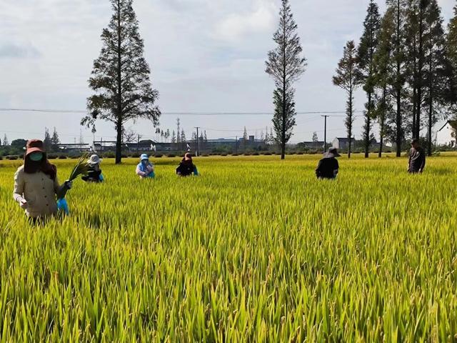 首批国家级“生态农场”、首个拥有自主知识产权的优质稻品种，关于奉贤粮食种植，你了解多少