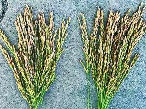 超声波种植(开春给种子做超声波，秋收水稻增产8%至30%)