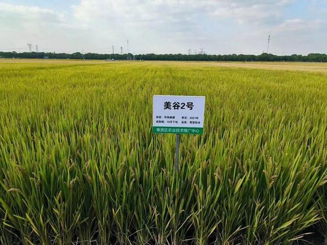 首批国家级“生态农场”、首个拥有自主知识产权的优质稻品种，关于奉贤粮食种植，你了解多少