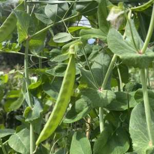 种植扁豆(扁豆怎么种才能高产？扁豆种植的时间安排是什么？)