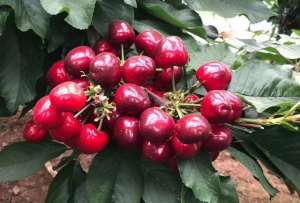 樱桃种植地(科普12个国产樱桃知名产区：天下樱桃出烟台？何处樱桃更好吃？)