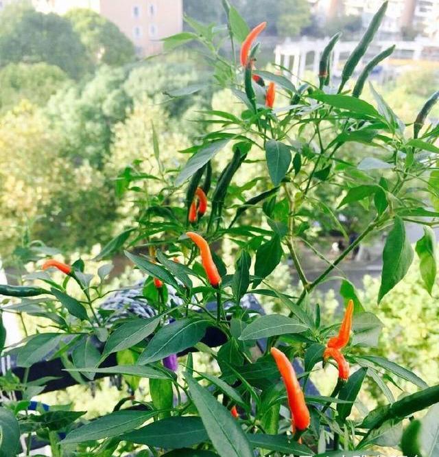 阳台种辣椒，长到一米高，挂果几十个，种3棵吃一年