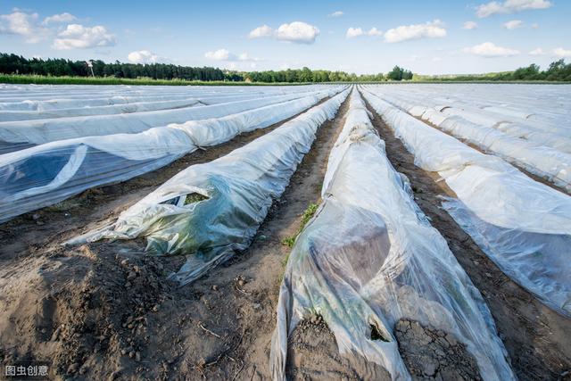 绿芦笋栽培技术，加强田间管理，提高产量和品质