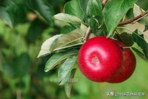 盆栽苹果种植方法(苹果盆栽的种植技术，简单易学，你也来试试)