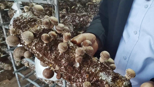 淄博市博山区：小香菇撑起村民增收“致富伞”