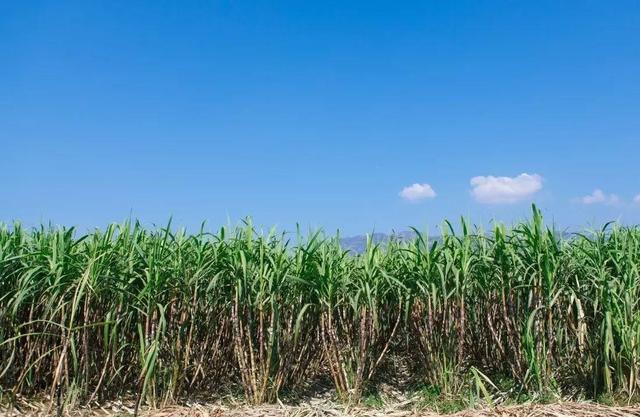 美国佛罗里达的蔗农，为什么会在甘蔗成熟季节放火烧甘蔗田呢？