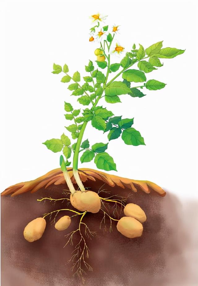 冬季种植土豆，怎么做才能高产