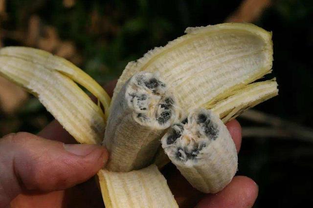 随处可见的香蕉快要灭种了？这是怎么回事？