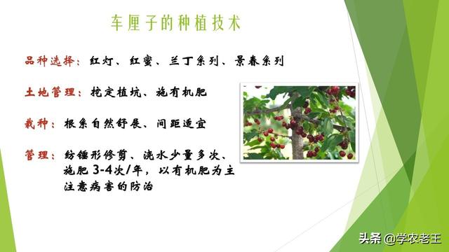 “水果贵族”车厘子，其实就是大樱桃！如何种植和管理？