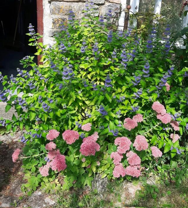 7种适合种在庭院的开花植物，皮实耐养，夏秋季节花朵开得特别多