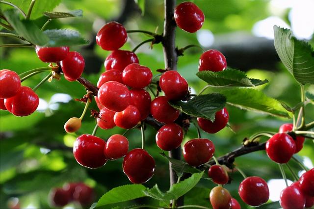 科普12个国产樱桃知名产区：天下樱桃出烟台？何处樱桃更好吃？