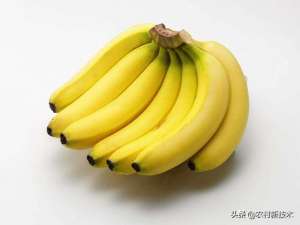 香蕉的种植技术(请收好香蕉优质种植的施肥技术要点)