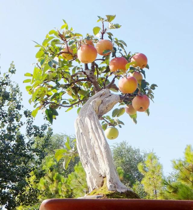 曾以为苹果盆景遥不可及，其实栽种与制作就是这样简单