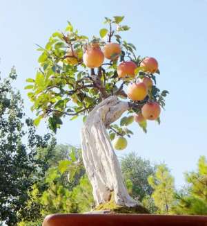 盆栽苹果的种植(曾以为苹果盆景遥不可及，其实栽种与制作就是这样简单)