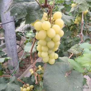 贵妃玫瑰葡萄种植技术(基金项目：贵妃玫瑰葡萄在吐鲁番地区的引种表现及栽培技术)